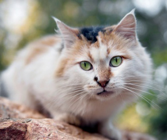 野生野猫能变成家养宠物吗？